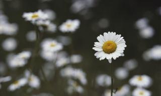 托物言志写兰花的诗 托物言志诗